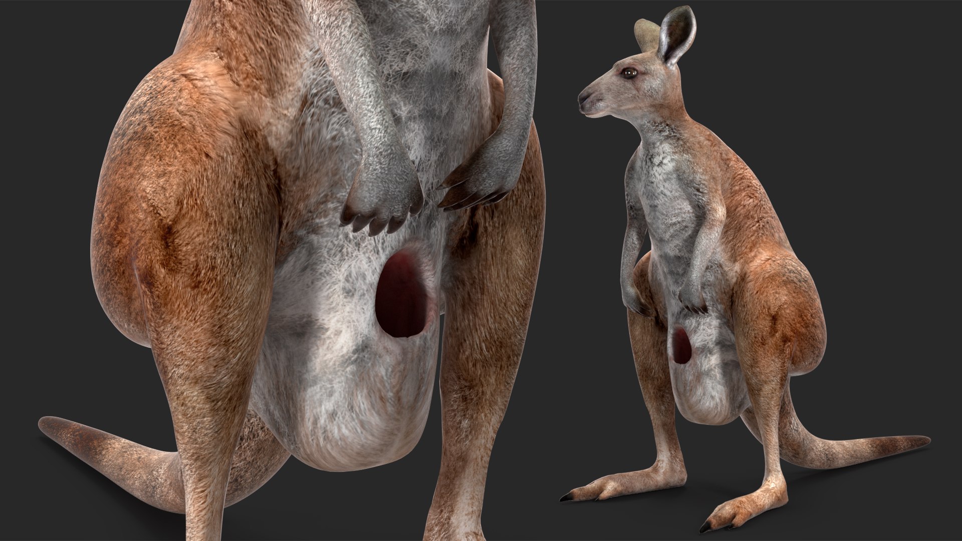 Mother Kangaroo with Baby Standing model https://p.turbosquid.com/ts-thumb/eK/7FskND/5j/motherkangaroowithbabystandingmb3dmodel015/jpg/1720057334/1920x1080/fit_q87/7bffb31148a1cee3e2268dafaf469cfc6570be8e/motherkangaroowithbabystandingmb3dmodel015.jpg