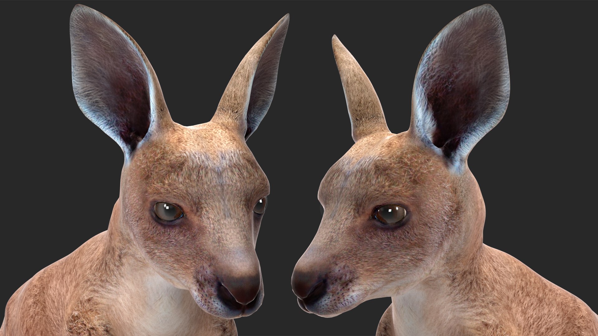 Mother Kangaroo with Baby Standing model https://p.turbosquid.com/ts-thumb/eK/7FskND/90/motherkangaroowithbabystandingmb3dmodel023/jpg/1720057366/1920x1080/fit_q87/0ac90b7570472525bc6ec8f878f1609540a2d541/motherkangaroowithbabystandingmb3dmodel023.jpg