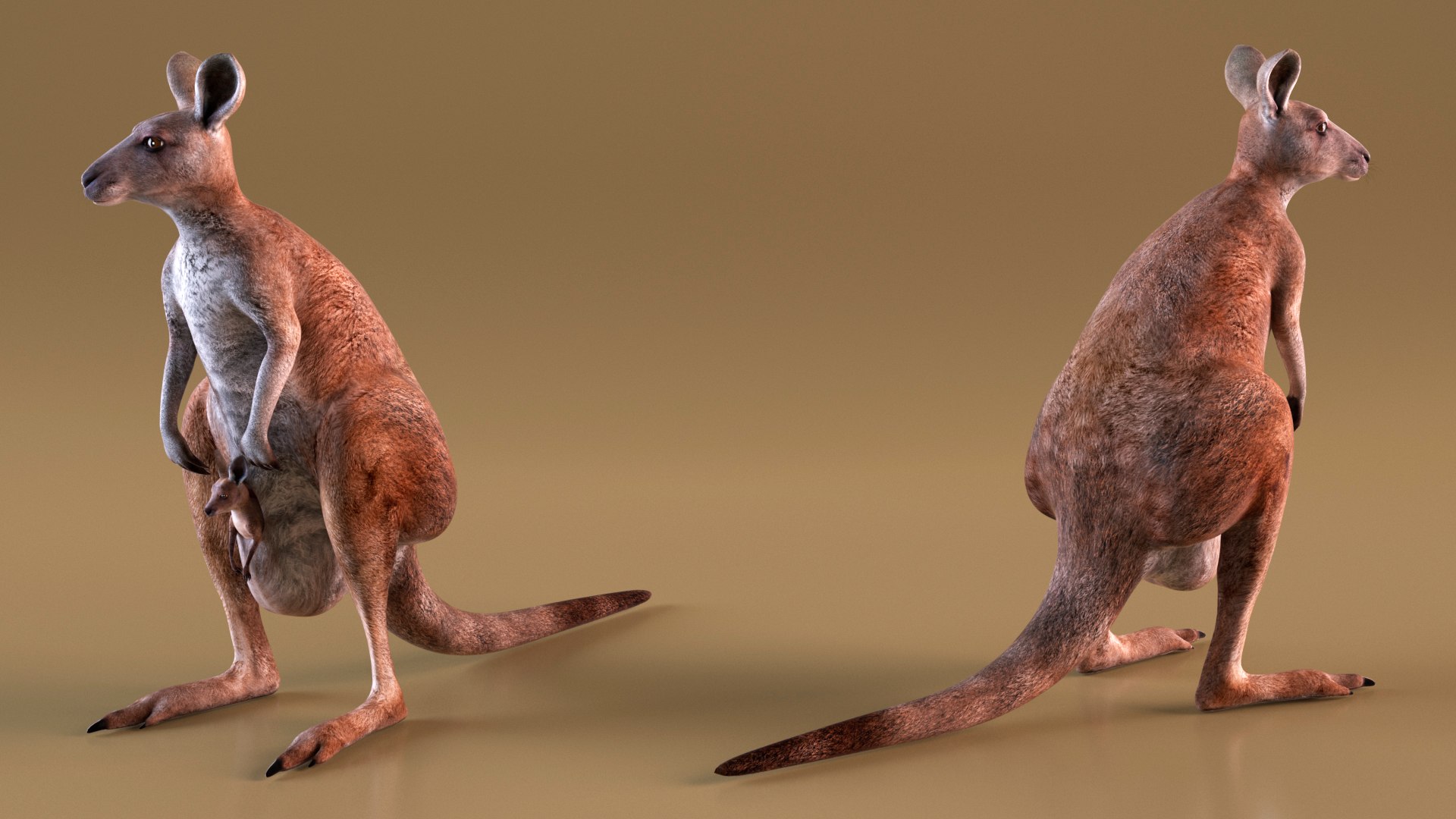 Mother Kangaroo with Baby Standing model https://p.turbosquid.com/ts-thumb/eK/7FskND/DN/motherkangaroowithbabystandingmb3dmodel008/jpg/1720057307/1920x1080/fit_q87/4ab4314acaca71a93f73d116433600be02713236/motherkangaroowithbabystandingmb3dmodel008.jpg