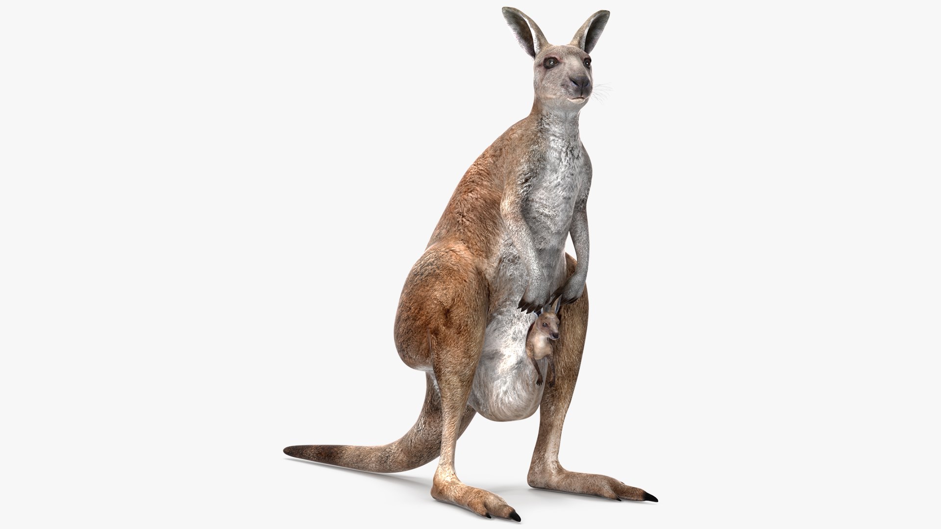 Mother Kangaroo with Baby Standing 3D model preview