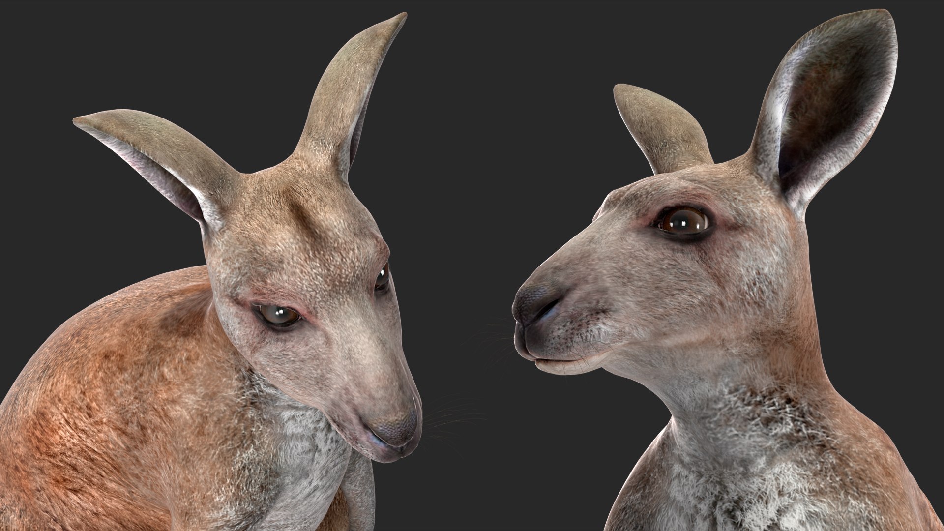 Mother Kangaroo with Baby Standing model https://p.turbosquid.com/ts-thumb/eK/7FskND/Hd/motherkangaroowithbabystandingmb3dmodel022/jpg/1720057362/1920x1080/fit_q87/6a6610c7d8483fa1cfc638129e120f90acd3a6e4/motherkangaroowithbabystandingmb3dmodel022.jpg