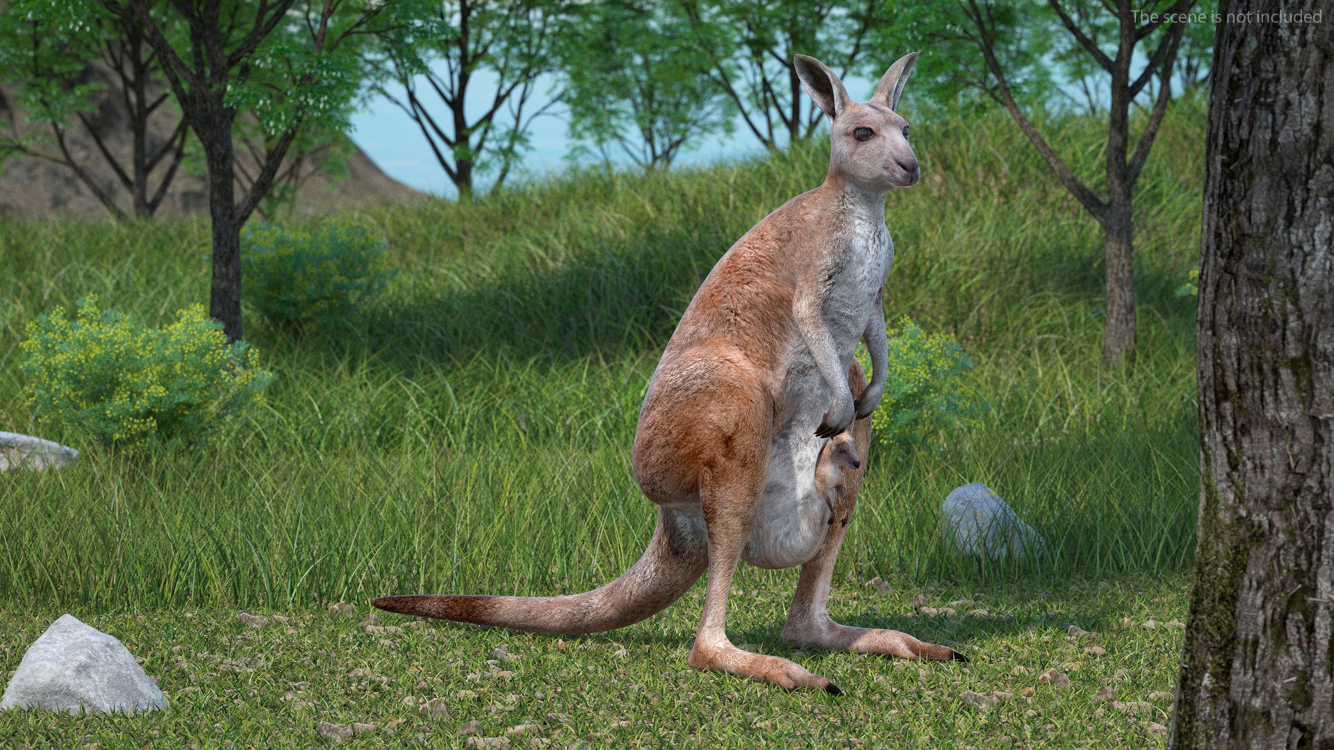 Mother Kangaroo with Baby Standing model https://p.turbosquid.com/ts-thumb/eK/7FskND/RV/motherkangaroowithbabystandingmb3dmodel004/jpg/1720057288/1920x1080/fit_q87/2f78274172ac63fa420e42935b0ef29332d998dc/motherkangaroowithbabystandingmb3dmodel004.jpg