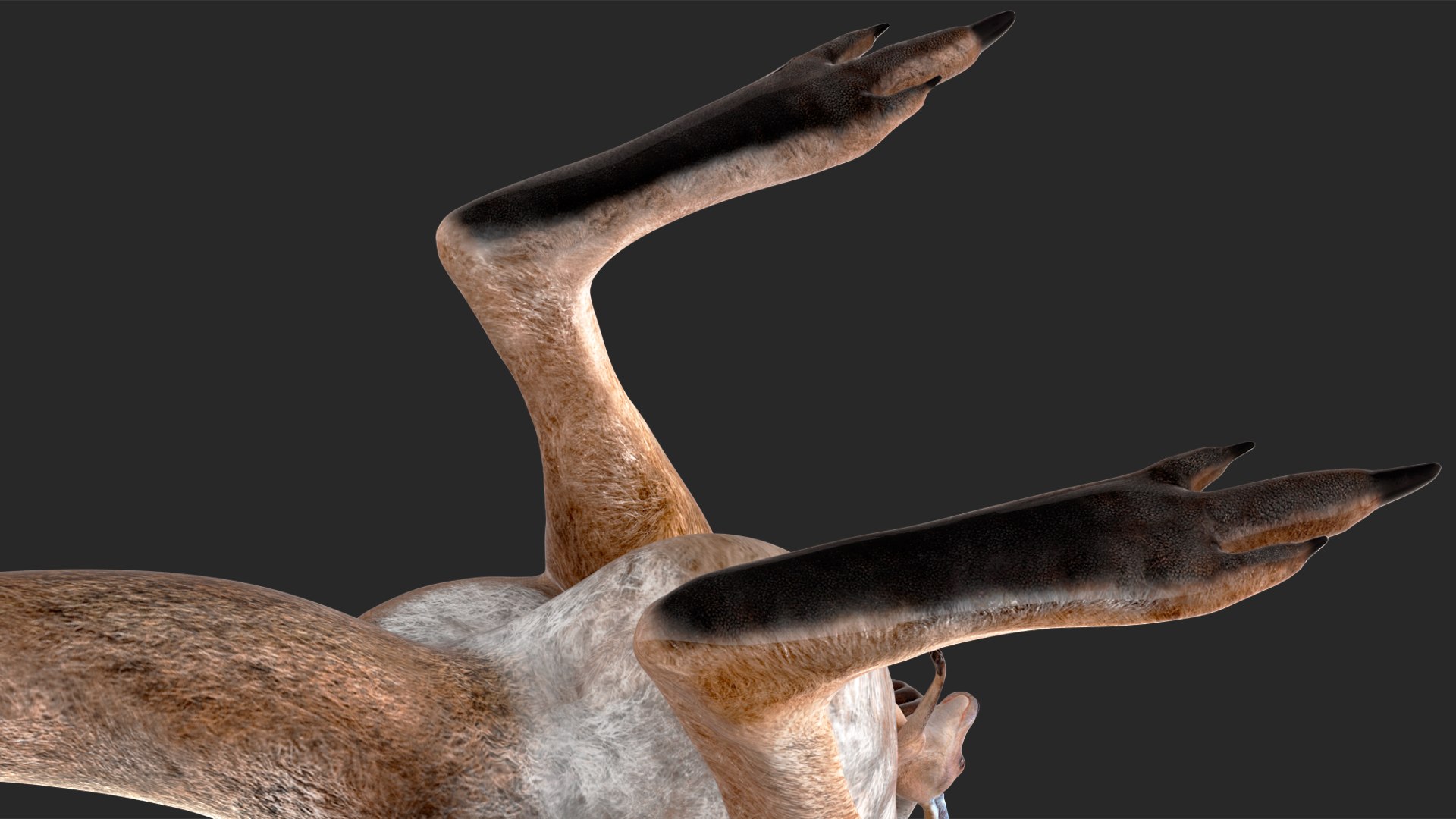 Mother Kangaroo with Baby Standing model https://p.turbosquid.com/ts-thumb/eK/7FskND/Ud/motherkangaroowithbabystandingmb3dmodel014/jpg/1720057330/1920x1080/fit_q87/ae9a5d9d0cc27b3ac298873c86f5d349edc54313/motherkangaroowithbabystandingmb3dmodel014.jpg