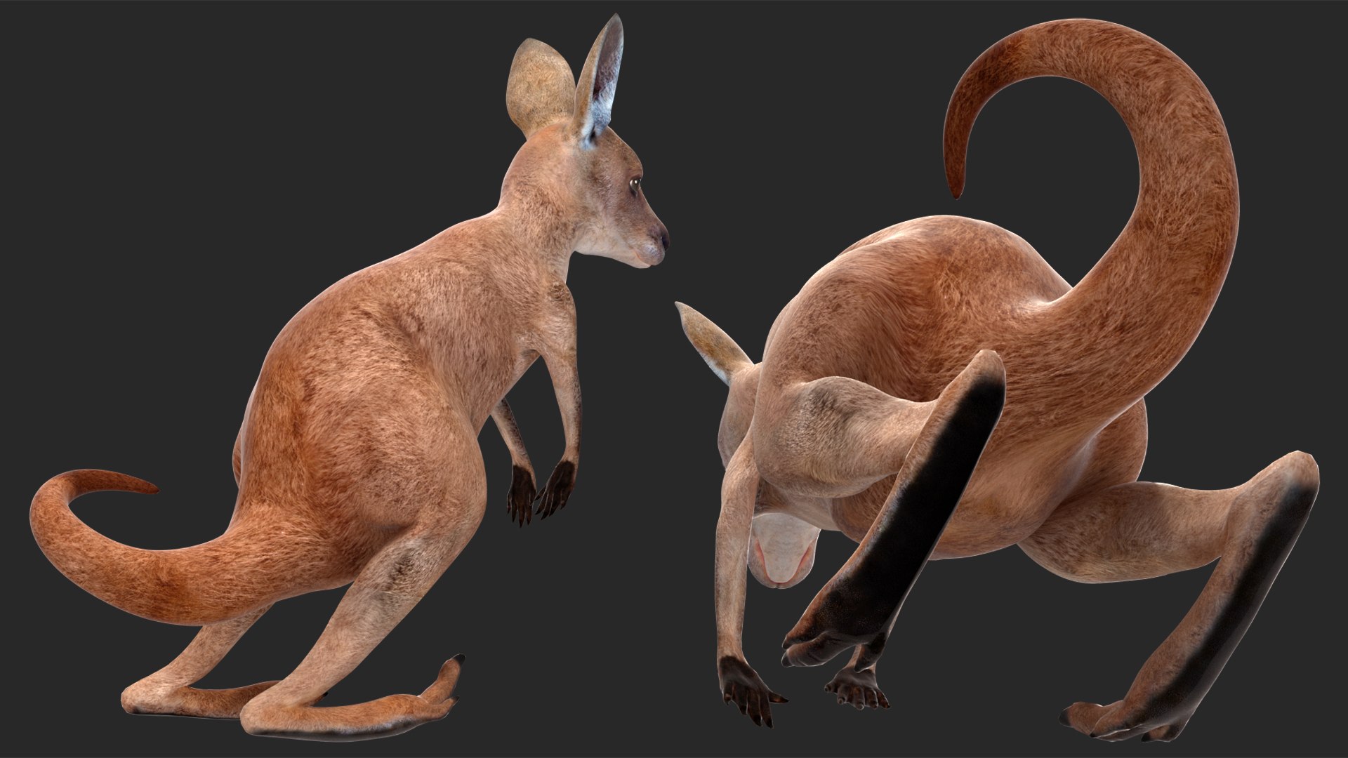 Mother Kangaroo with Baby Standing model https://p.turbosquid.com/ts-thumb/eK/7FskND/VJ/motherkangaroowithbabystandingmb3dmodel012/jpg/1720057322/1920x1080/fit_q87/d804adc4fd02c57ec3187f8775714bffba7e14ba/motherkangaroowithbabystandingmb3dmodel012.jpg
