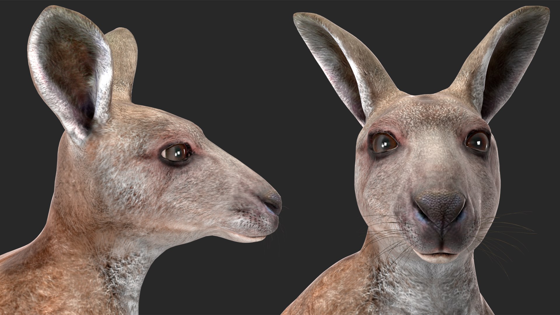 Mother Kangaroo with Baby Standing model https://p.turbosquid.com/ts-thumb/eK/7FskND/Zg/motherkangaroowithbabystandingmb3dmodel021/jpg/1720057358/1920x1080/fit_q87/3866251b668c5f9f9d37541b28a9ecea0068f7aa/motherkangaroowithbabystandingmb3dmodel021.jpg