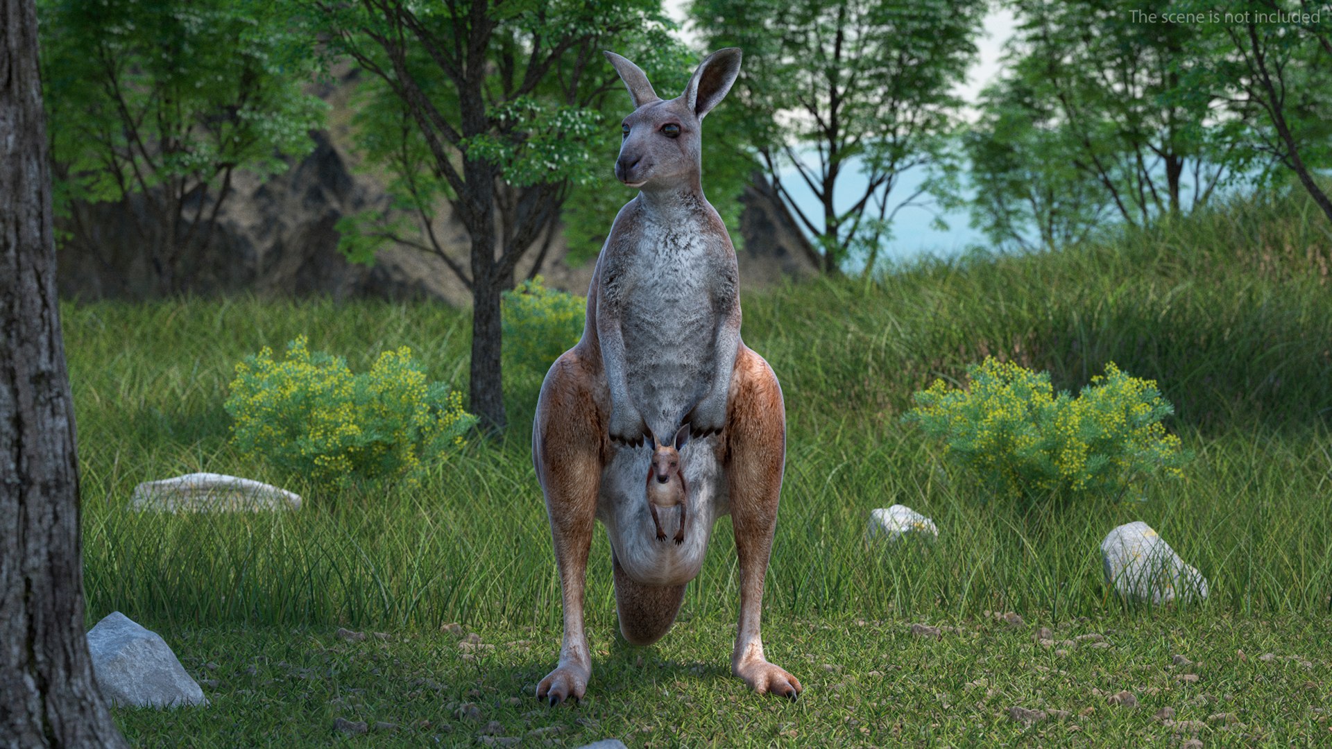 Mother Kangaroo with Baby Standing model https://p.turbosquid.com/ts-thumb/eK/7FskND/g9/motherkangaroowithbabystandingmb3dmodel003/jpg/1720057282/1920x1080/fit_q87/97c94253cf0356b77aeb321f1e821b42639c2a93/motherkangaroowithbabystandingmb3dmodel003.jpg