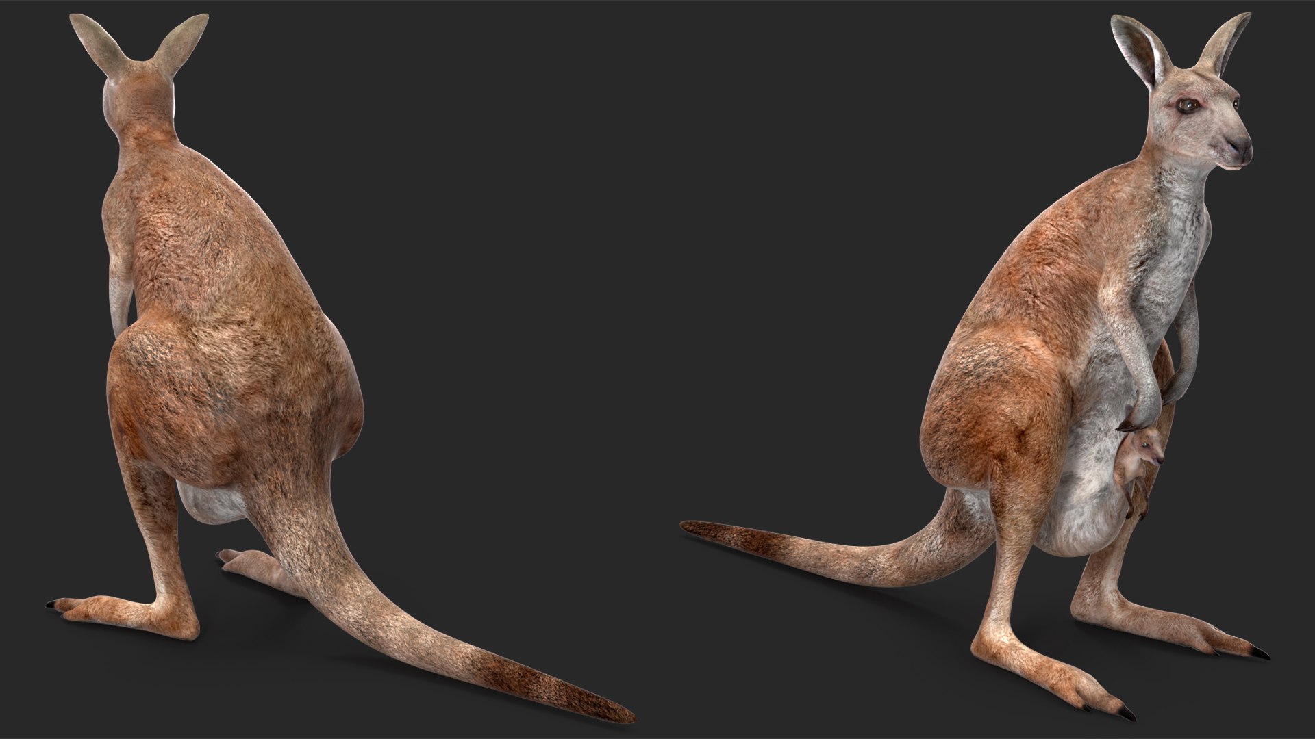 Mother Kangaroo with Baby Standing model https://p.turbosquid.com/ts-thumb/eK/7FskND/hs/motherkangaroowithbabystandingmb3dmodel010/jpg/1720057314/1920x1080/fit_q87/42e91470da75a1cb0c558447403b2aa7e680a788/motherkangaroowithbabystandingmb3dmodel010.jpg