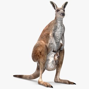 Mother Kangaroo with Baby Standing