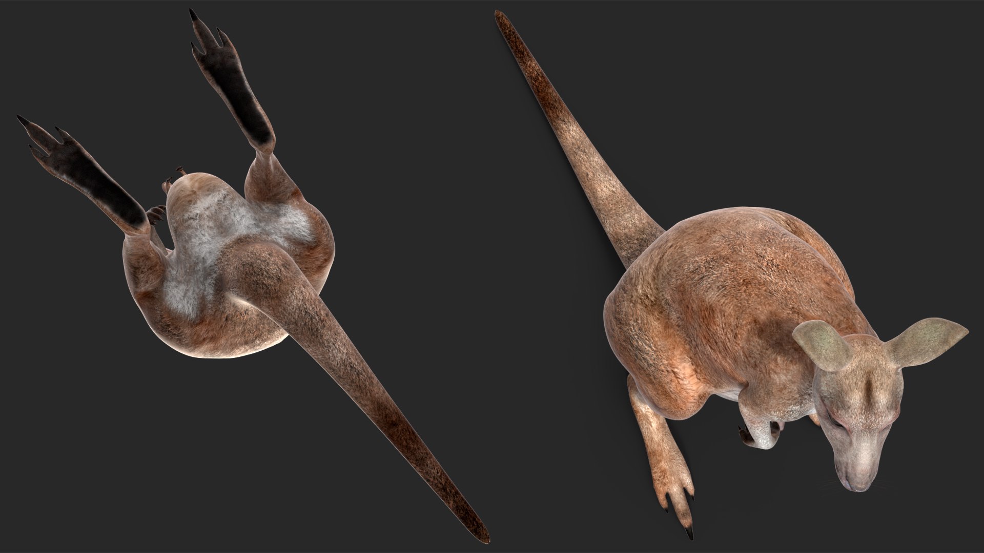 Mother Kangaroo with Baby Standing model https://p.turbosquid.com/ts-thumb/eK/7FskND/nb/motherkangaroowithbabystandingmb3dmodel013/jpg/1720057326/1920x1080/fit_q87/c8dd15d3206c39878d45c9a938041e5da13b00d2/motherkangaroowithbabystandingmb3dmodel013.jpg