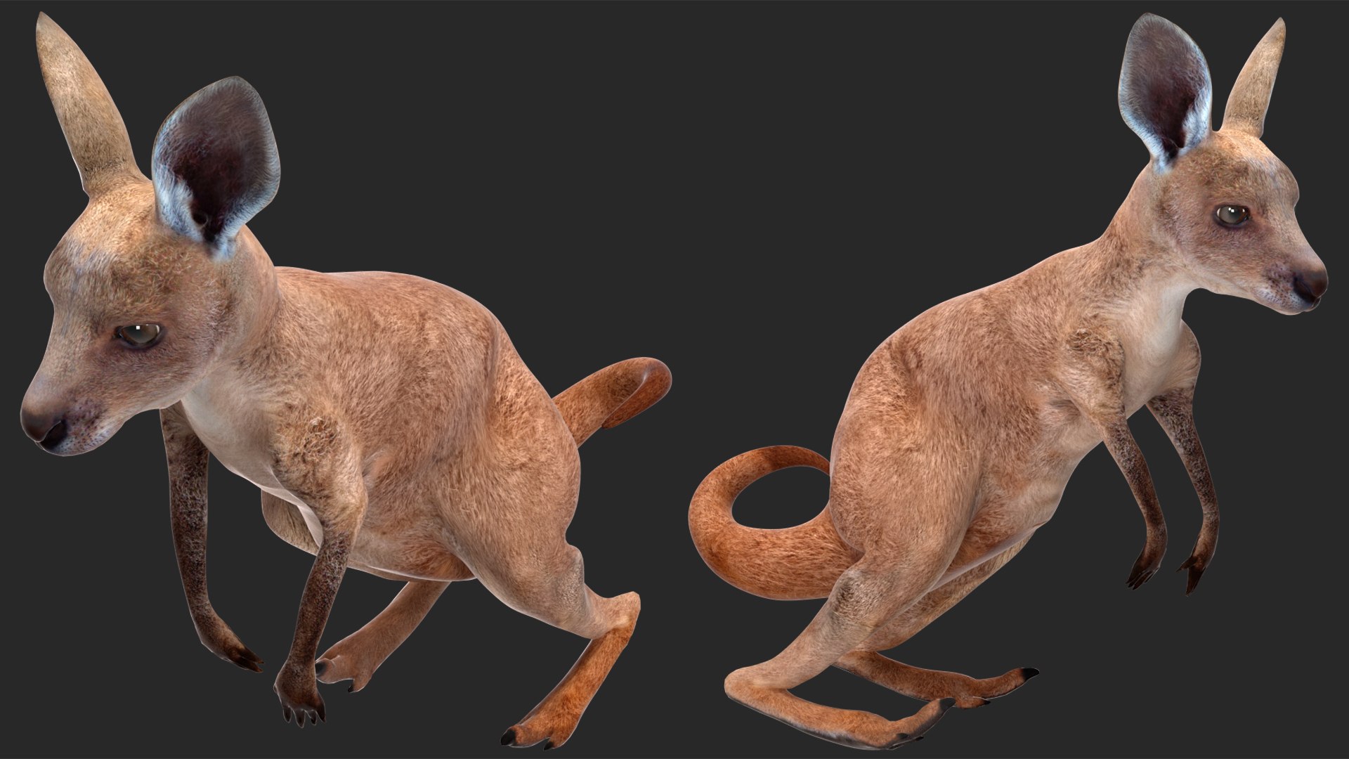 Mother Kangaroo with Baby Standing model https://p.turbosquid.com/ts-thumb/eK/7FskND/tV/motherkangaroowithbabystandingmb3dmodel011/jpg/1720057318/1920x1080/fit_q87/485de4cd9651360f9e449c7551a748e8d2ca22cc/motherkangaroowithbabystandingmb3dmodel011.jpg