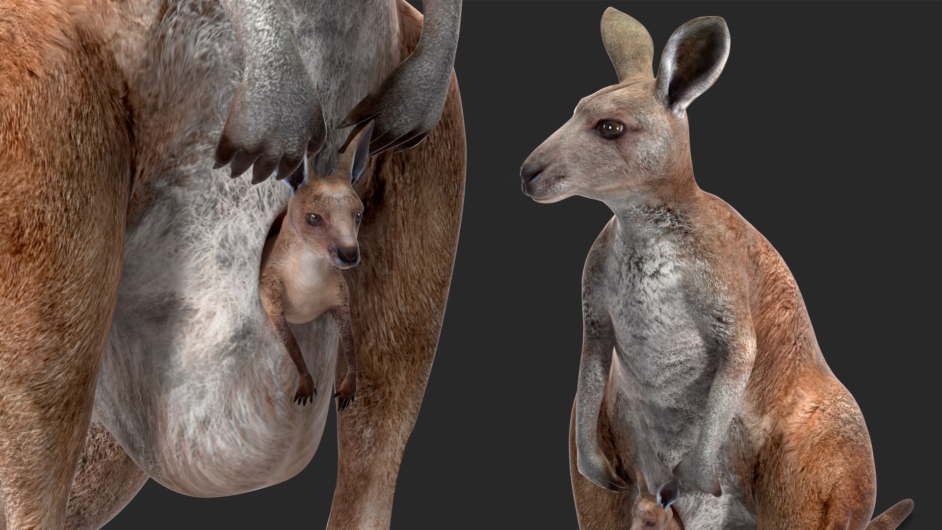 Mother Kangaroo with Baby Standing model https://p.turbosquid.com/ts-thumb/eK/7FskND/zG/motherkangaroowithbabystandingmb3dmodel016/jpg/1720057338/1920x1080/fit_q87/46186c633c6fde077abb4509681e3cfe8923e2df/motherkangaroowithbabystandingmb3dmodel016.jpg