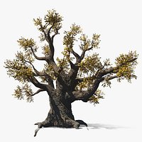 Twisted Oak Tree Massive Trunk Yellow