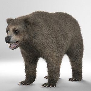 3D model Next Gen AAA Brown Bear - game model VR / AR / low-poly