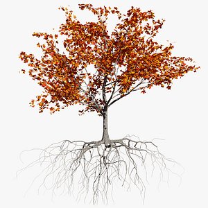 3D maple autumn 2 tree bark