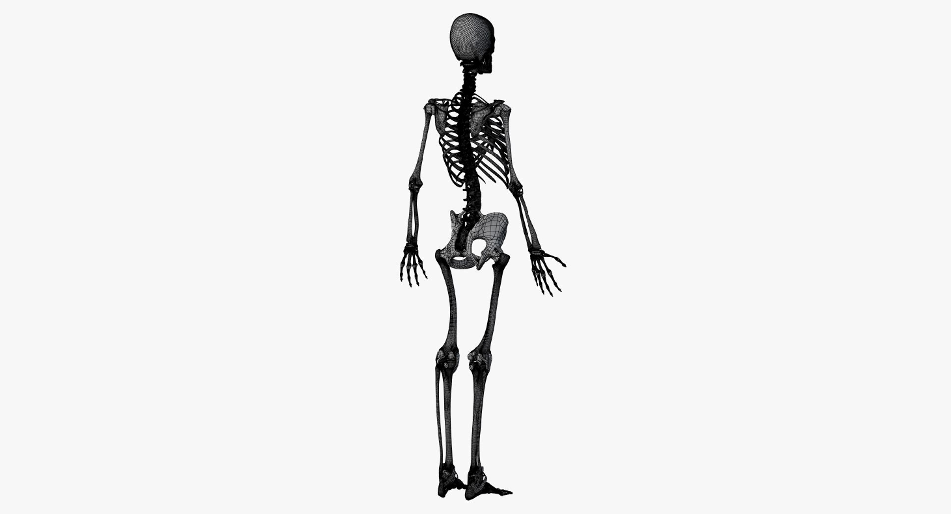3D model skin asian female skeleton https://p.turbosquid.com/ts-thumb/eK/Z7jQYK/LhS53NF3/2019_female_wire_anatomy_skel0005/jpg/1582205210/1920x1080/fit_q87/95db4ba50fbadfeb56ce82378c66090097e9c997/2019_female_wire_anatomy_skel0005.jpg