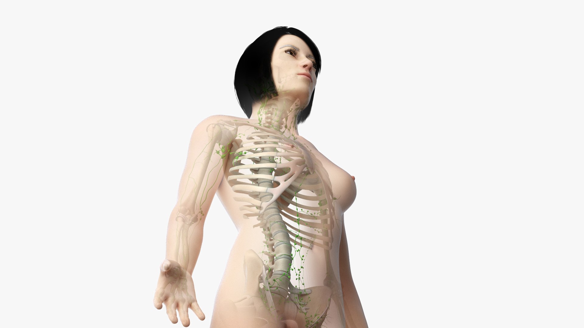3D model skin asian female skeleton https://p.turbosquid.com/ts-thumb/eK/Z7jQYK/oWl3ywNO/02_asian_female_main_page_cinema/jpg/1582200367/1920x1080/fit_q87/2ba17044a1abe3acc192af6257b6f6fe1658d42a/02_asian_female_main_page_cinema.jpg