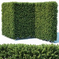 Taxus Baccata Nr4 modular hedge 200cm