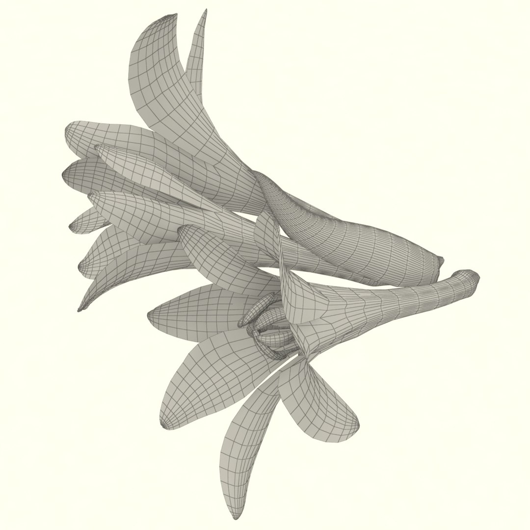3D polianthes flower https://p.turbosquid.com/ts-thumb/eK/n3JRi4/3akrXTxg/5/jpg/1607591448/1920x1080/fit_q87/08d05c80f1ee7680dec34f7c1d998e78d7a553d4/5.jpg