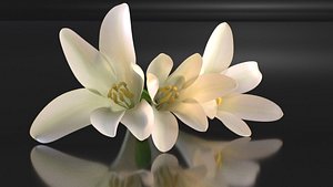 Polianthes tuberose flower decors perfume