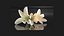 Polianthesチューベローズの花