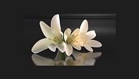 Polianthes tuberose flower decors perfume
