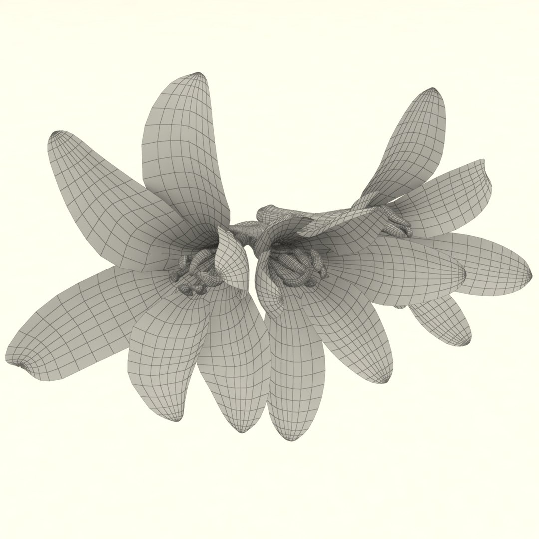 3D polianthes flower https://p.turbosquid.com/ts-thumb/eK/n3JRi4/yV/6/jpg/1781536420/1920x1080/fit_q87/6470301b6d9c7ddd0bb8c09d3c3ea899c1a42868/6.jpg