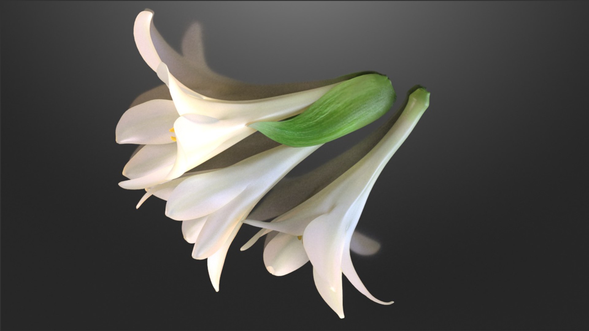 3D polianthes flower https://p.turbosquid.com/ts-thumb/eK/n3JRi4/yW/453/png/1781536420/1920x1080/fit_q87/29ba54f0367c323825fa3d5612f3ceb4dff6f705/453.jpg