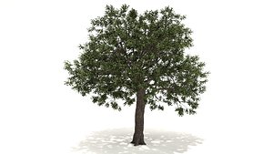 live oak tree 3D model