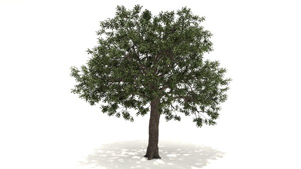 live oak tree 3D model