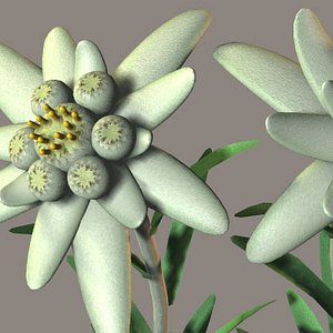 3d 3ds edelweiss