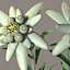 Edelweiss