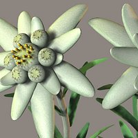 Edelweiss