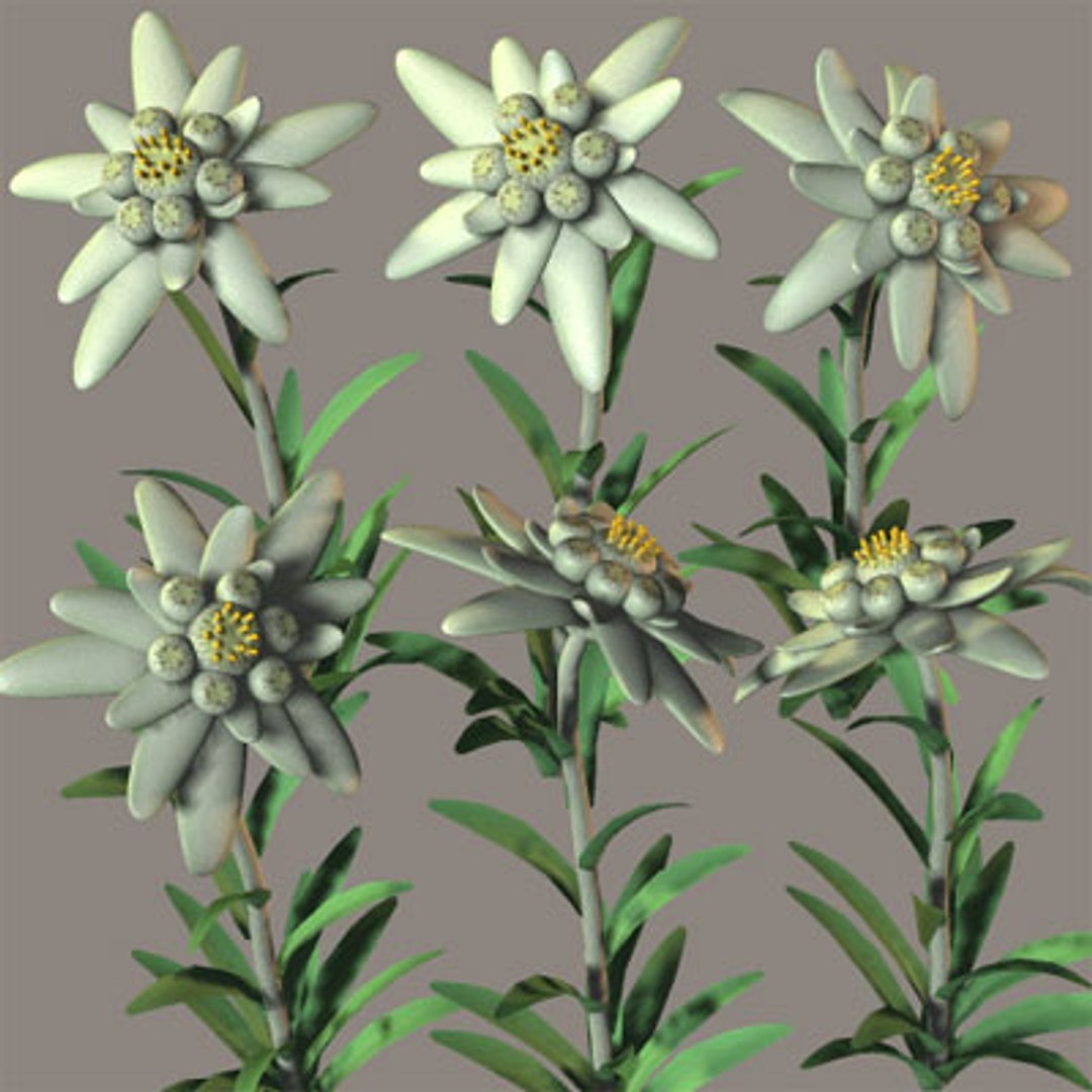 3d 3ds edelweiss https://p.turbosquid.com/ts-thumb/eL/H09rxC/ljGnFXnY/edelweissb/jpg/1127184695/1920x1080/fit_q87/a3e7c25ce20d21ae60ba4a07bd837884bc1b1b69/edelweissb.jpg