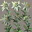 Edelweiss