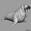 Walrus