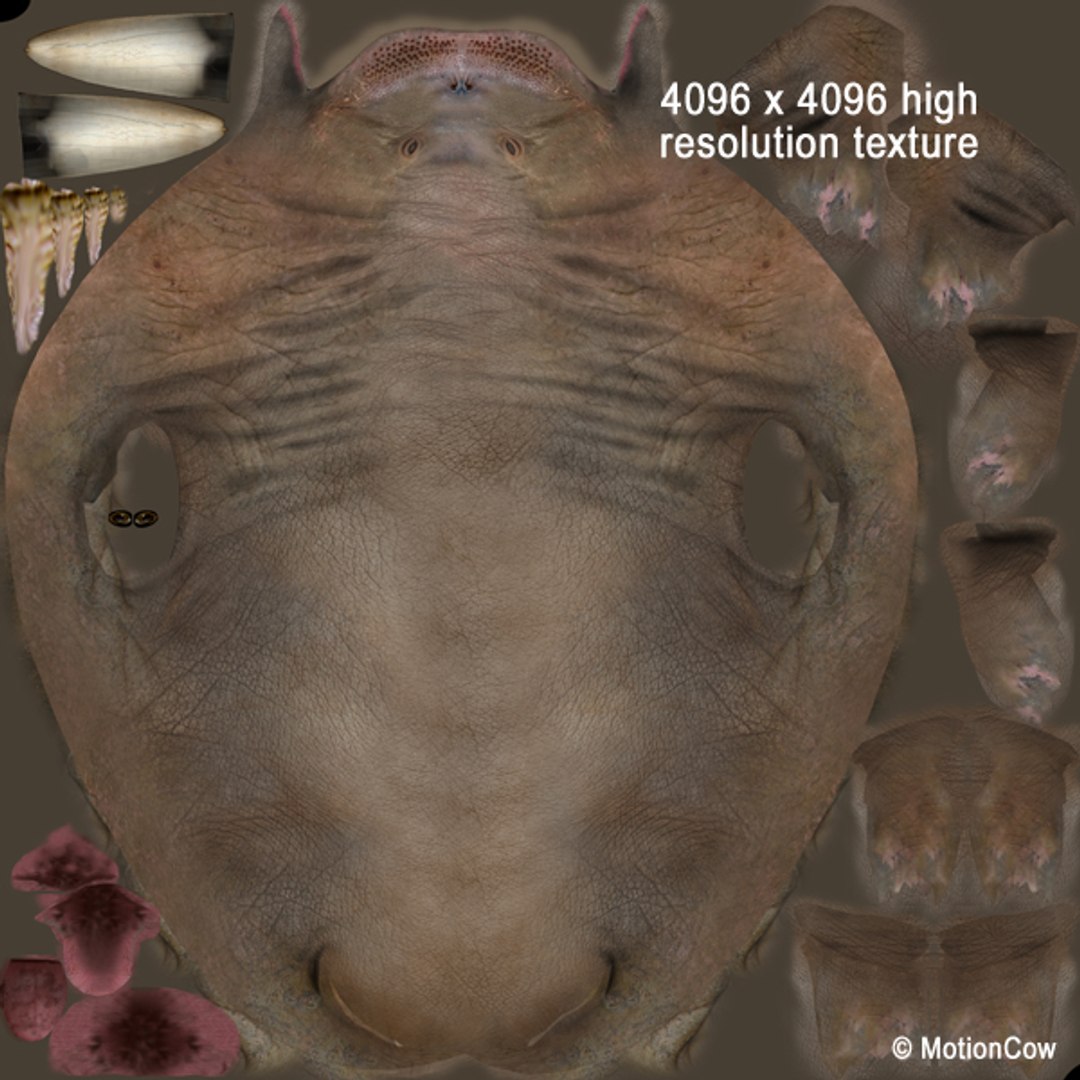 realistic rigged max https://p.turbosquid.com/ts-thumb/eL/InHlqK/KP3Sdk7z/walrus_uv/jpg/1294395723/1920x1080/fit_q87/3d3eec063441f6a7b68e0e98f5fbd1bcb9188c7e/walrus_uv.jpg