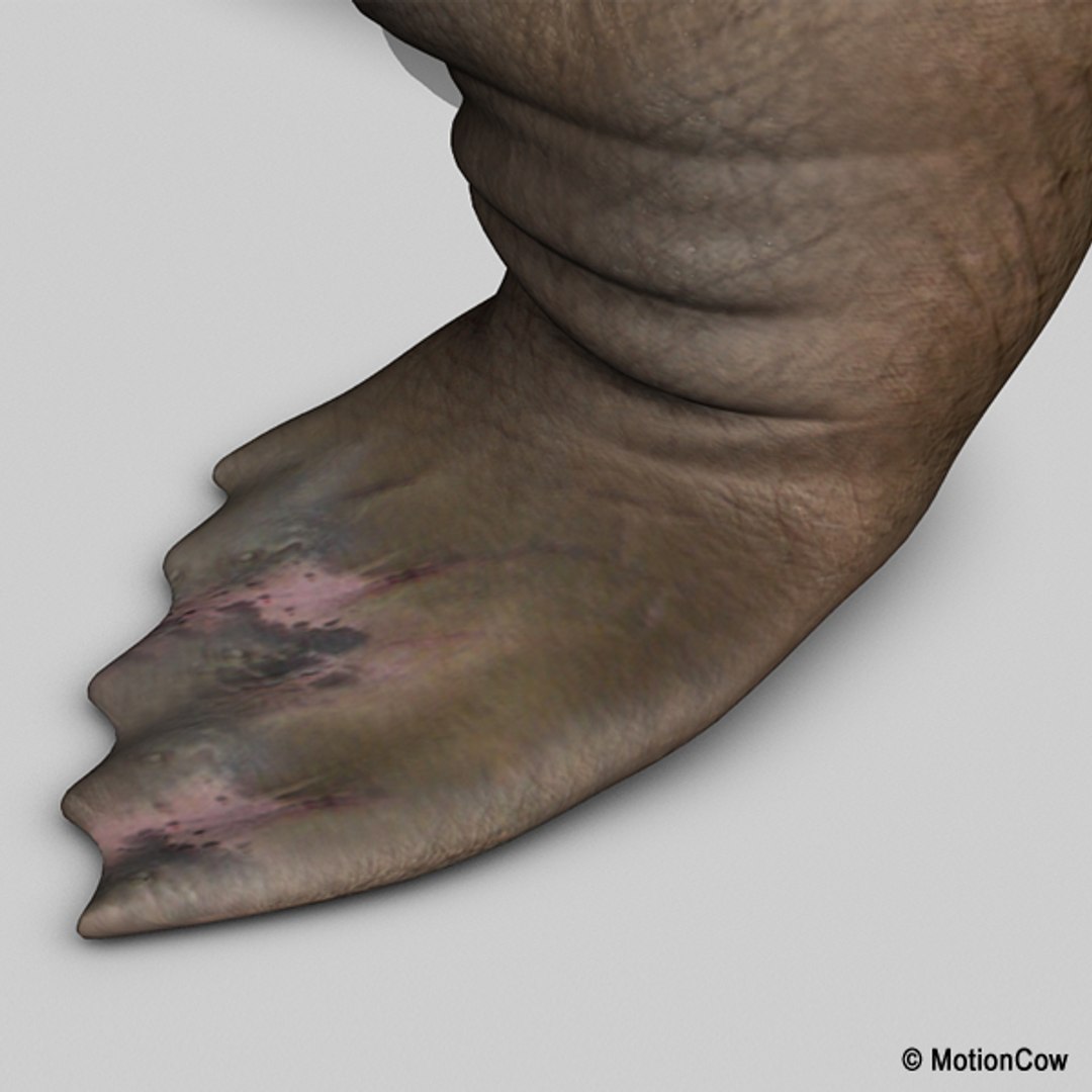 realistic rigged max https://p.turbosquid.com/ts-thumb/eL/InHlqK/WVwtjxQc/walrus_j/jpg/1294395723/1920x1080/fit_q87/0ff770e4969a3f5ef59cfa053f973496f37707ad/walrus_j.jpg