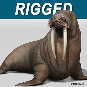 Walrus