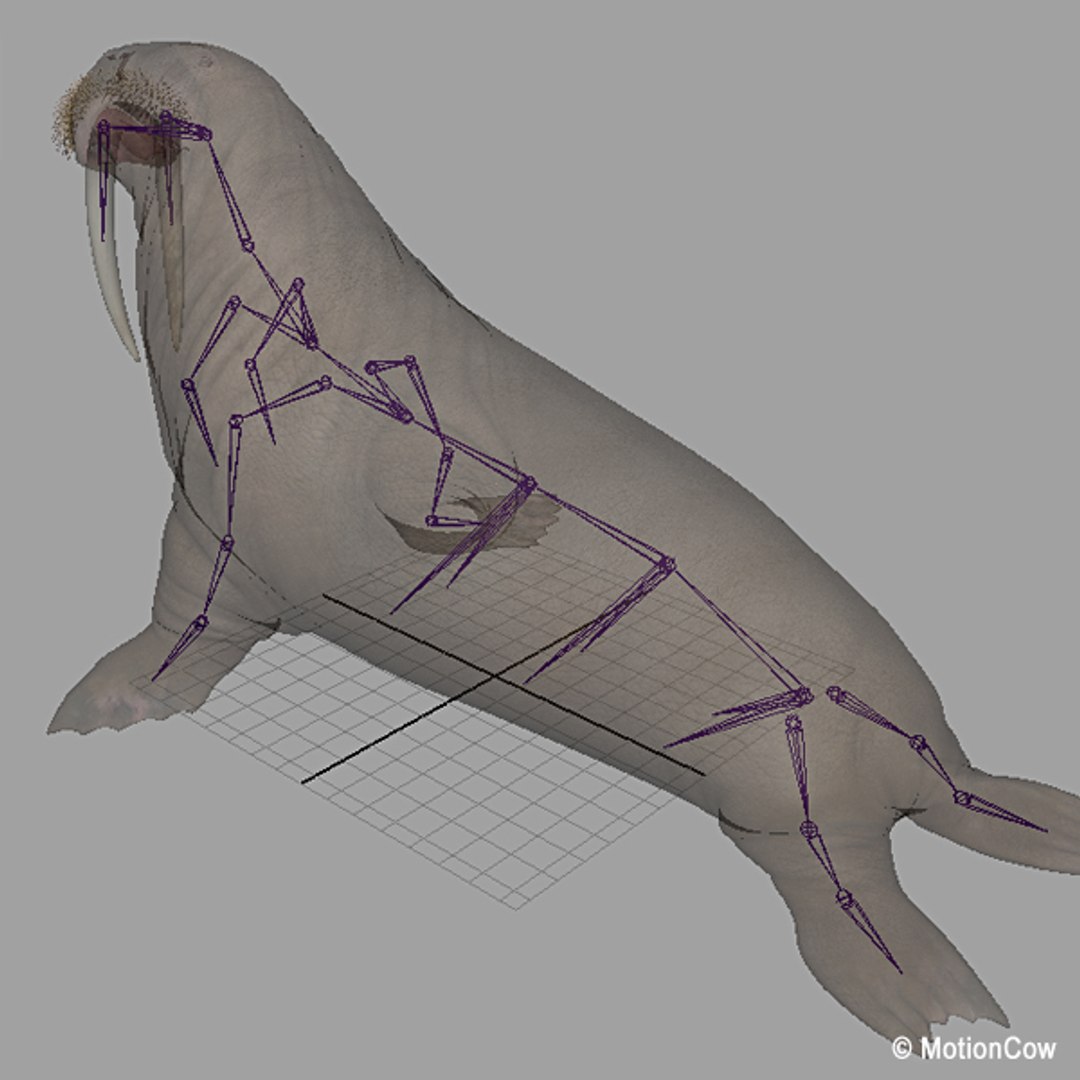 realistic rigged max https://p.turbosquid.com/ts-thumb/eL/InHlqK/bINPeEsR/walrus_rig/jpg/1306998922/1920x1080/fit_q87/a5699c0093814767b5b002069a11b7bef38f8707/walrus_rig.jpg