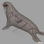 Walrus