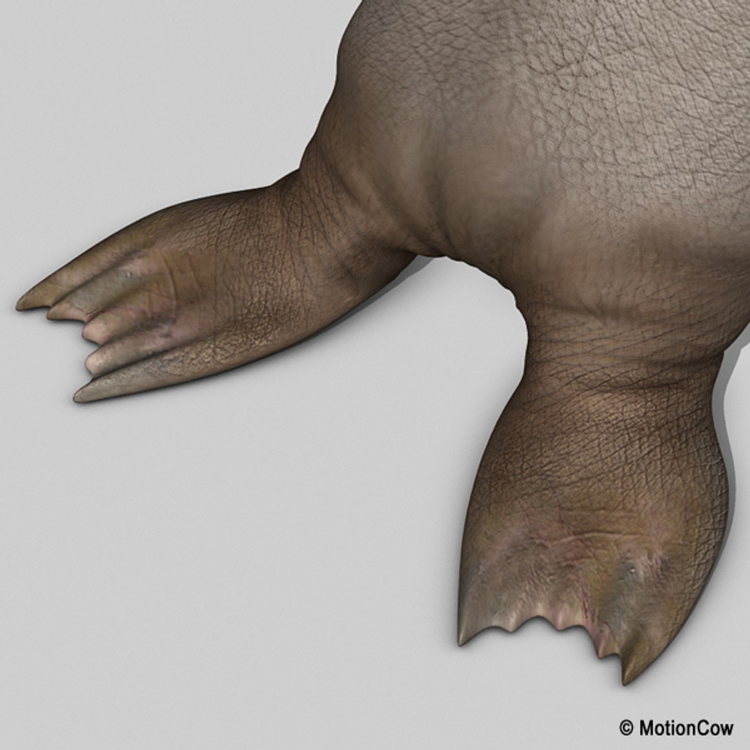 realistic rigged max https://p.turbosquid.com/ts-thumb/eL/InHlqK/eTqktjHc/walrus_g/jpg/1294395723/1920x1080/fit_q87/7833a579e0f2833a72a26b5dca40813dbe568849/walrus_g.jpg