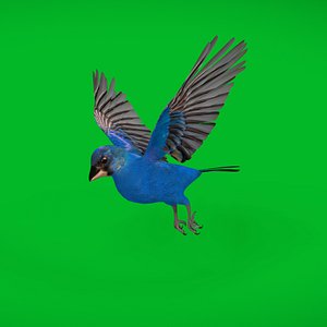 3D Indigo Bunting Cardinal Bird model