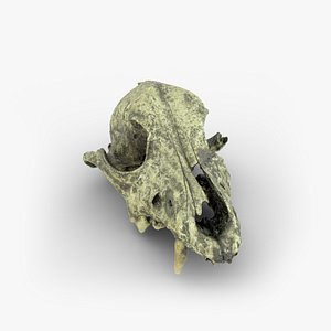 Real Canine Dog Skull 02 Scan 3D model