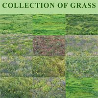 Grass