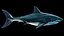 3D great white shark