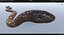Animated Calabar Python