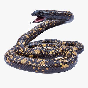 Animated Calabar Python