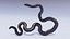 Animated Calabar Python