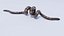 Animated Calabar Python