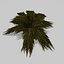 Fern - Game asset